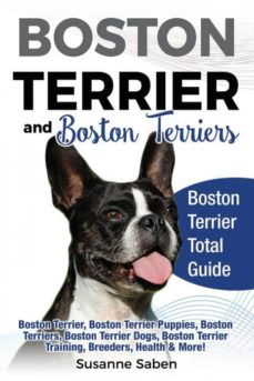 Boston terrier and boston terriers